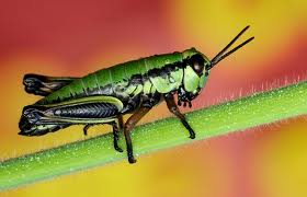 Katydids, Cicadas, Crickets,&nbsp;Grasshoppers