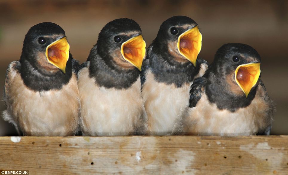 baby swallows