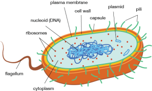 Prokaryote