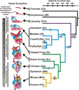 Evolution of the heart