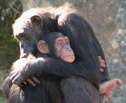 chimps hugging