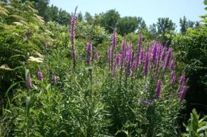 purple loosestrife