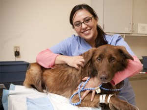 vet and dog