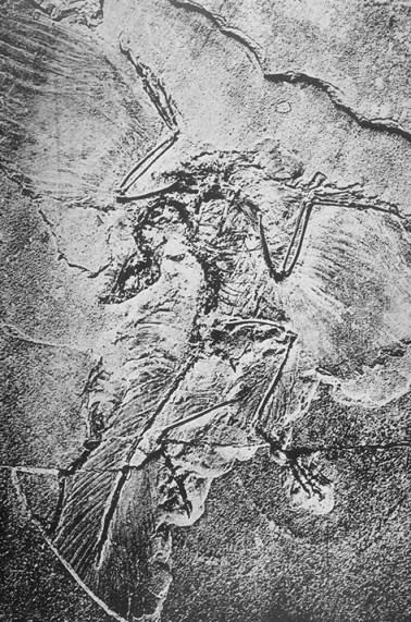 archaeopteryx