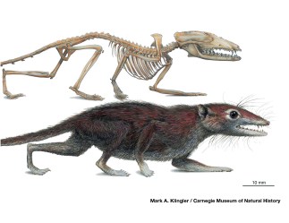 early mammal