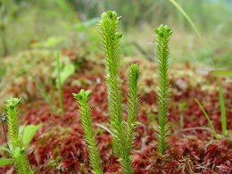 firmoss (newfs.s3.amazonaws.com)