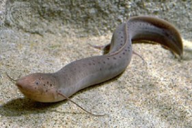lungfish (media-web.britannica.com)