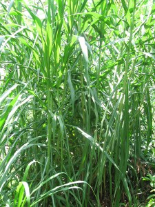 Diversity and fertility in grass (www.kvkcard.org)