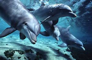 Dophins have the capacity to befriend former enemies if necessary. (s40.photobucket.com)