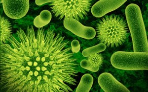 Social bacteria, playing different roles (nsf.gov)