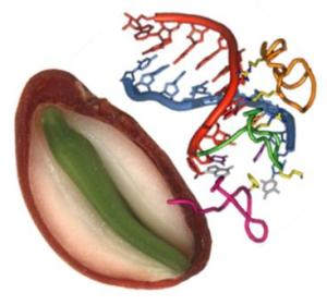 DNA and seed (kew.org)