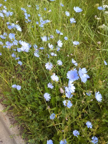 IMG_20150720_090706_367