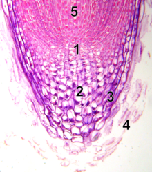 In this root tip, the number 1 marks the relatively unstructured stem cells in the meristem. (Wikipedia)