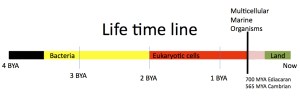 life_timeline_image