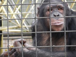 Gaining protection—and maybe rights (jubbiz.files.wordpress.com)