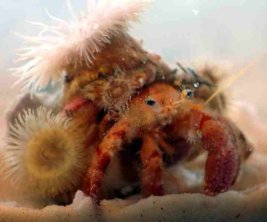 Hermit crab and anemone, protection in exchange for food (wonderopolis.org)