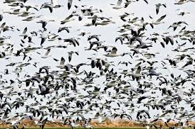 (dsarichphotography.com)