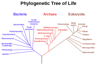 phylogenetic tree wikipedia