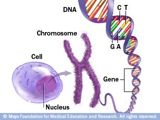 chromosome (mayoclinic.org)