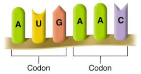 codons