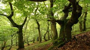 hidden life of trees (pri.org)