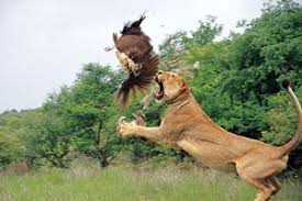 lion (texasgateway.org)