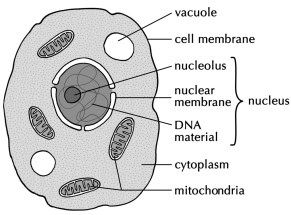 Mitochondria in a cell (Flickr)