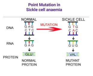 Point mutation (Pinterest)