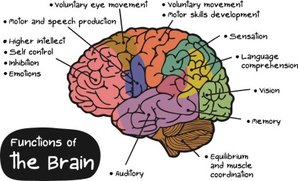 Brain functions (AWMG.INFO)