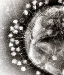 phages (wikipedia)